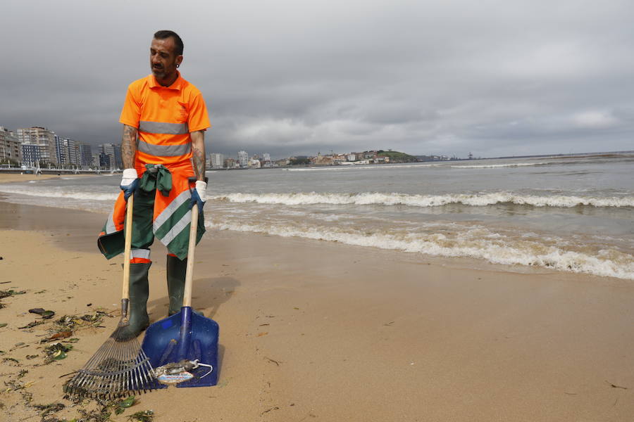 La aparición de una nueva mancha de vertido en la desembocadura del río Piles y ratas muertas en la arena de San Lorenzo ha obligado a izar de nuevo la bandera roja en el arenal gijonés. 