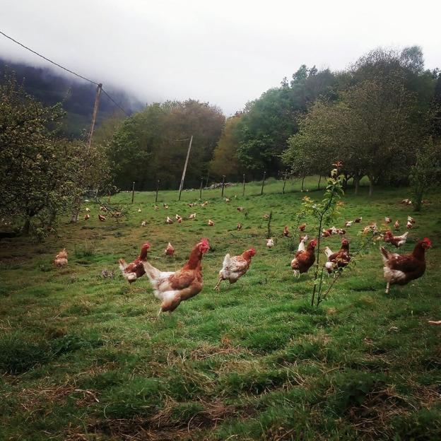 Gallinas de Pitasana. 