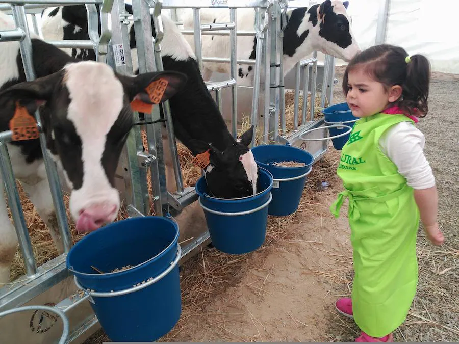 Cientos de personas disfrutan en Vegadeo de la LV Feria de Muestras, una de las citas más consolidadas de Asturias. Alimentación y textil, mobiliario y menaje son algunos de los productos que se han puesto a la venta en el recinto ferial de la villa.