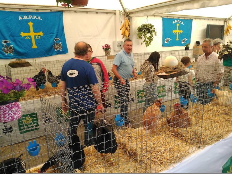 Vegadeo cierra este domingo la última edición de su Feria de Muestras, una cita comercial de referencia en Asturias que, un año más, ha registrado todo un éxito de público.