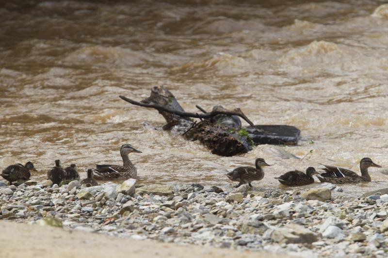 Fotos: Los efectos de las inundaciones en el río Piles