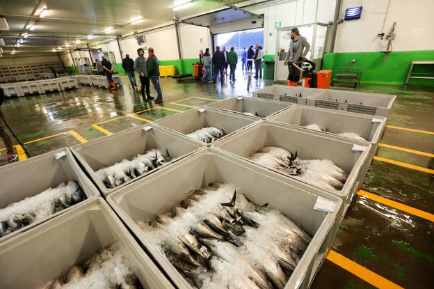 Los túnidos, preparados para su venta en la rula.