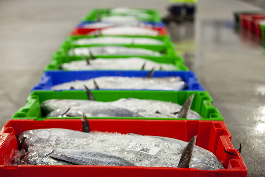 El primer bonito de la temorada subastado en EL Musel alcanzó el precio de 16,97 euros el kilo. En total fueron rulados 5.300 kilos del túnido