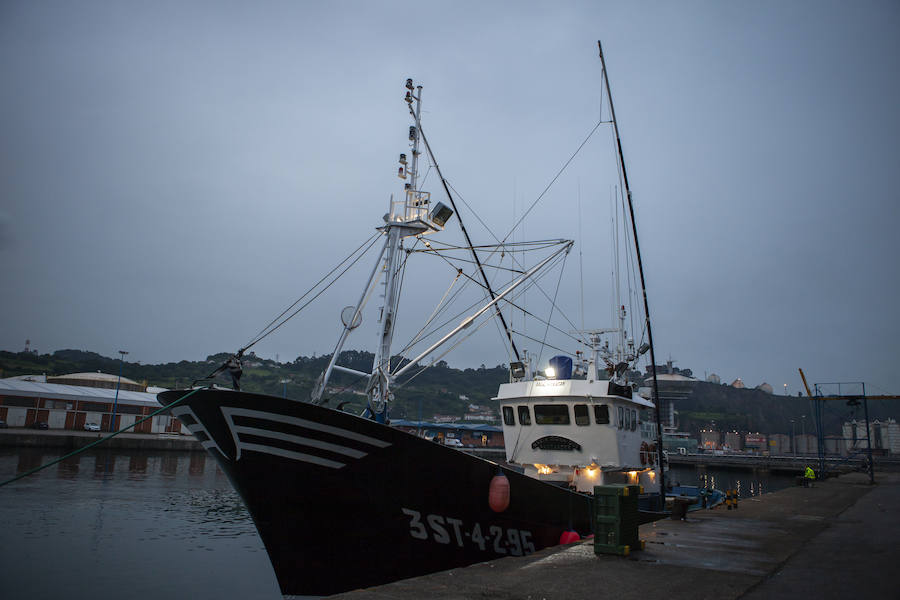 El primer bonito de la temorada subastado en EL Musel alcanzó el precio de 16,97 euros el kilo. En total fueron rulados 5.300 kilos del túnido