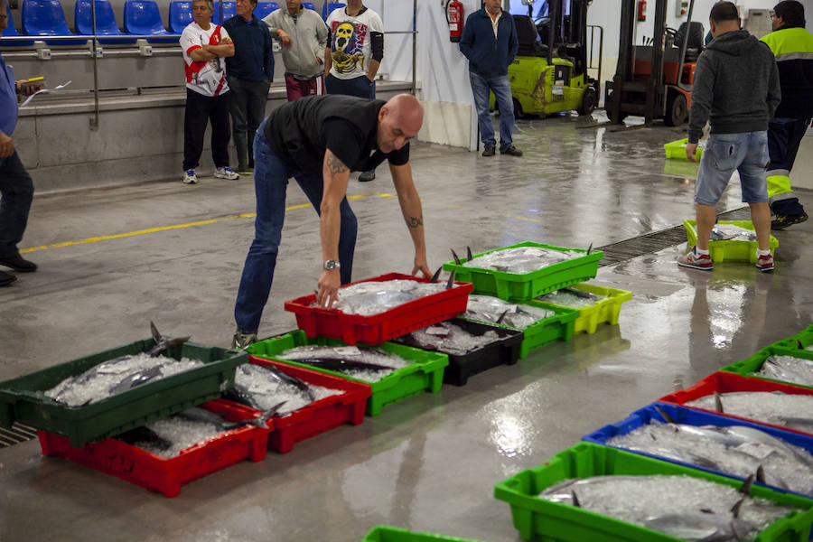 El primer bonito de la temorada subastado en EL Musel alcanzó el precio de 16,97 euros el kilo. En total fueron rulados 5.300 kilos del túnido