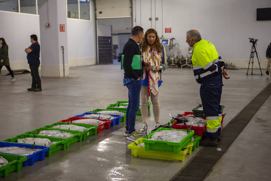 El primer bonito de la temorada subastado en EL Musel alcanzó el precio de 16,97 euros el kilo. En total fueron rulados 5.300 kilos del túnido