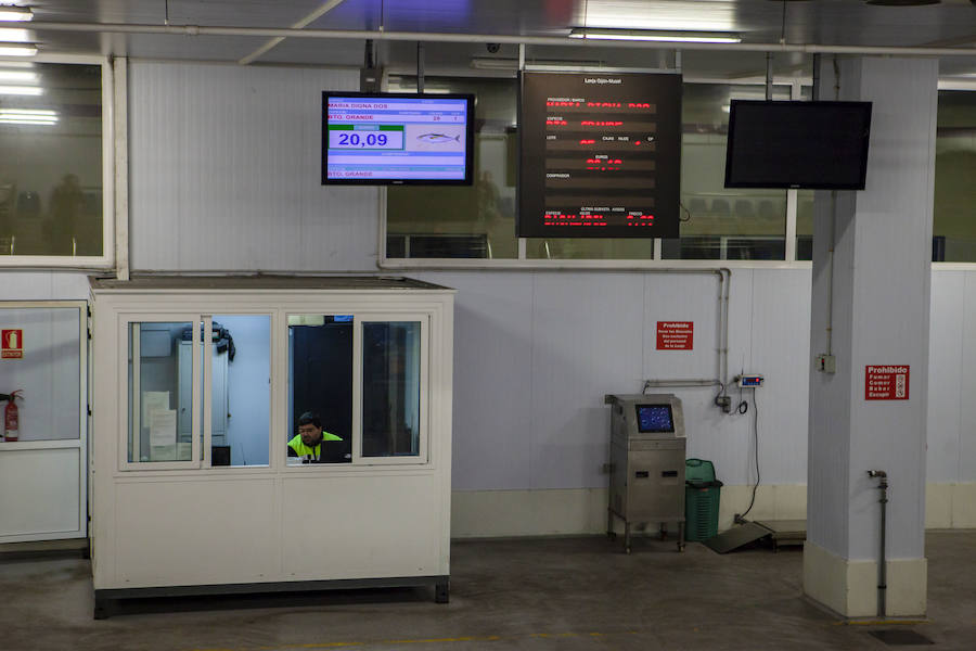 El primer bonito de la temorada subastado en EL Musel alcanzó el precio de 16,97 euros el kilo. En total fueron rulados 5.300 kilos del túnido