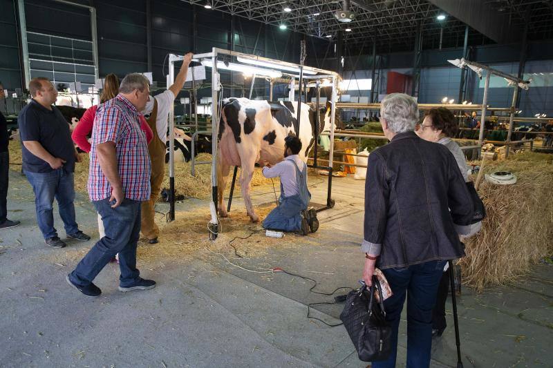 Fotos: Feria de San Antonio en Gijón