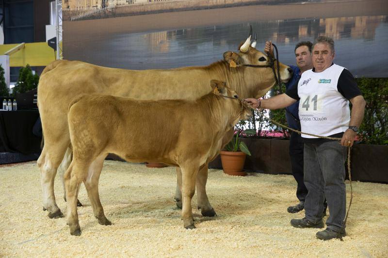 Fotos: Feria de San Antonio en Gijón