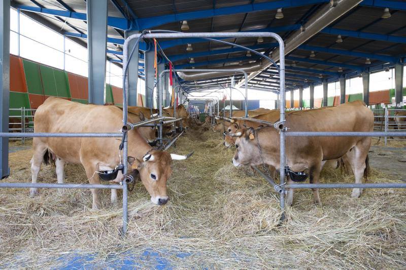 Fotos: Feria de San Antonio en Gijón