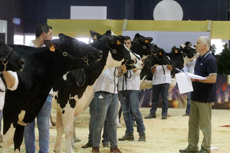 La ganadería gozoniega Badiola vuelve a alzarse con el primer premio de raza Frisona