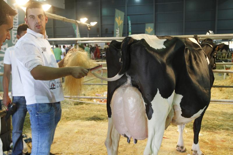 La ganadería gozoniega Badiola vuelve a alzarse con el primer premio de raza Frisona