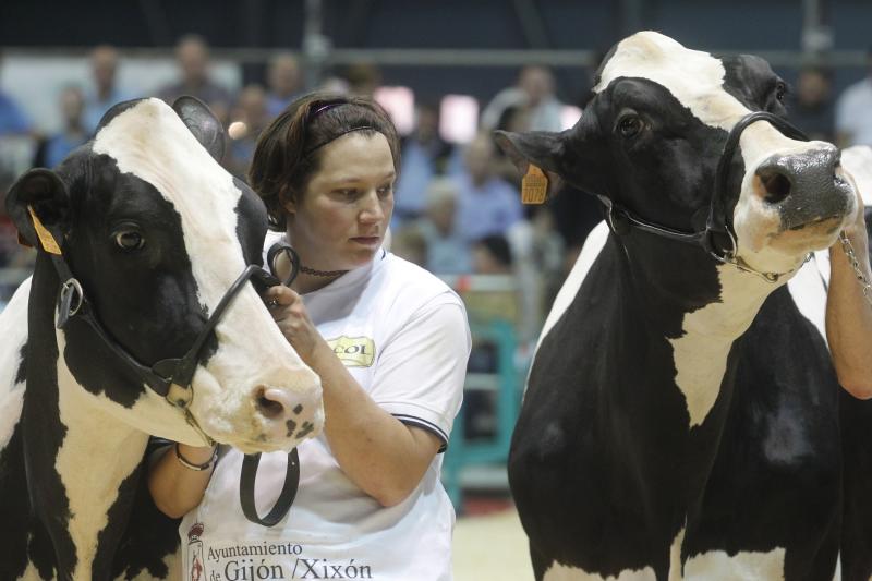 La ganadería gozoniega Badiola vuelve a alzarse con el primer premio de raza Frisona