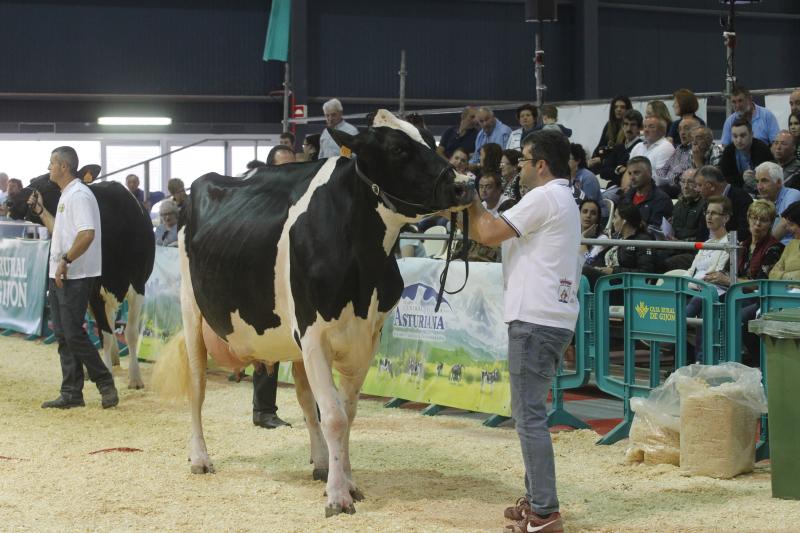 La ganadería gozoniega Badiola vuelve a alzarse con el primer premio de raza Frisona