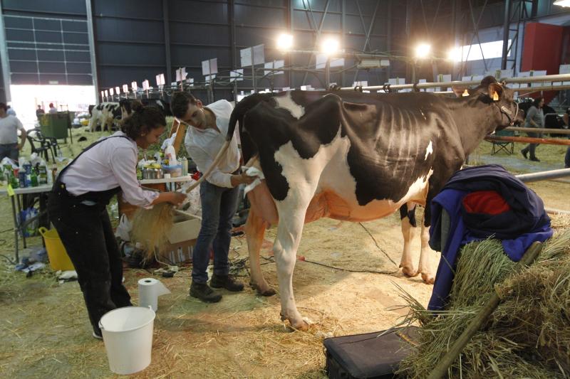 La ganadería gozoniega Badiola vuelve a alzarse con el primer premio de raza Frisona