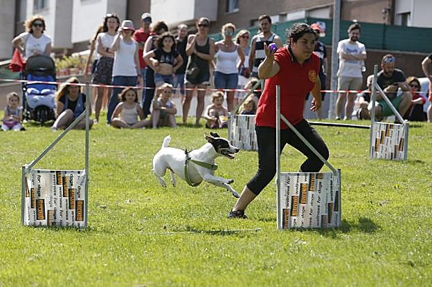 Tremañes. La novedad de las fiestas de este año fue la exhibición canina, «un éxito». 