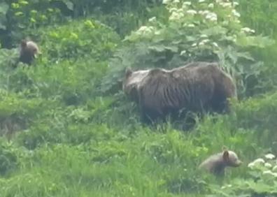 Imagen secundaria 1 - Somiedo, donde los osos se dejan ver