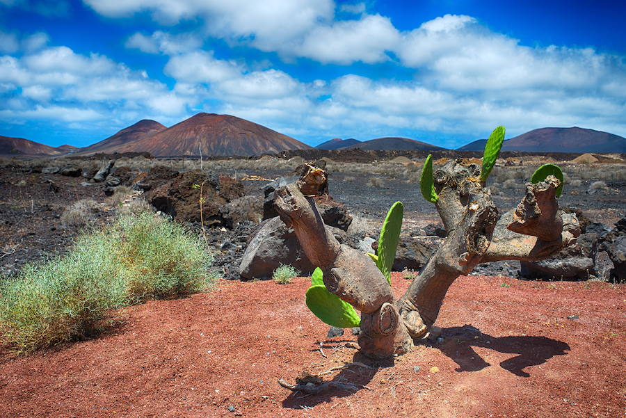 Timanfaya (Lanzarote). Único parque nacional geológico de España, Timanfaya es un espectacular paraje jalonado por más de 25 volcanes que ha sido colonizado por distintas especies de líquenes que salpican de color su tierra roja, negra y marrón. 