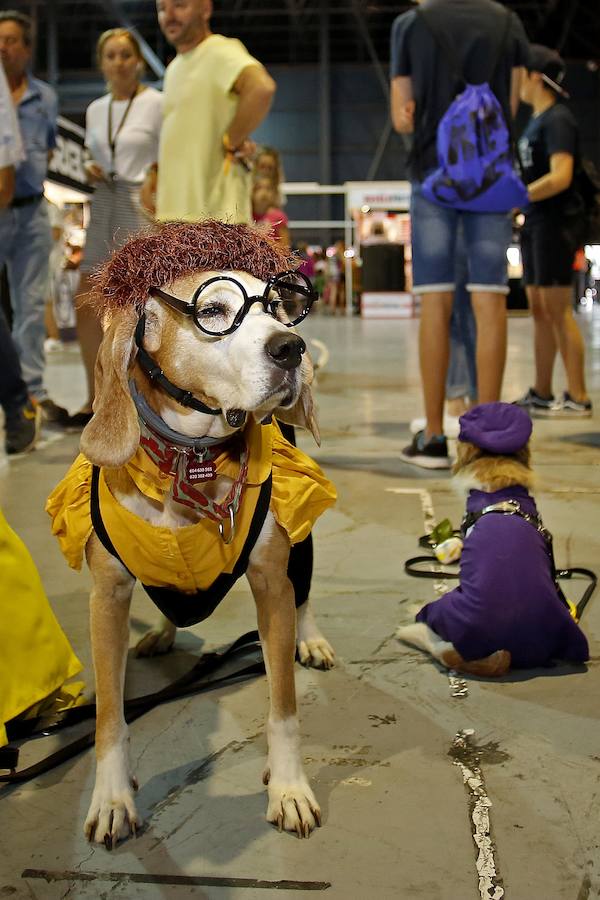 El festival Metrópoli ha celebrado su primera 'comic-dog', en la que numerosos seguidores de superhéroes y sus perros han compartido disfraces y aventuras. 