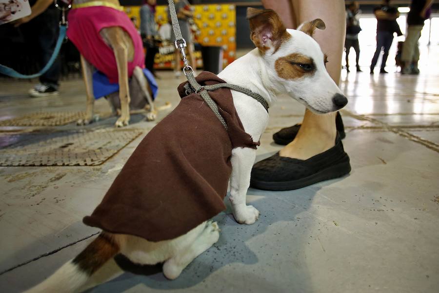 El festival Metrópoli ha celebrado su primera 'comic-dog', en la que numerosos seguidores de superhéroes y sus perros han compartido disfraces y aventuras. 