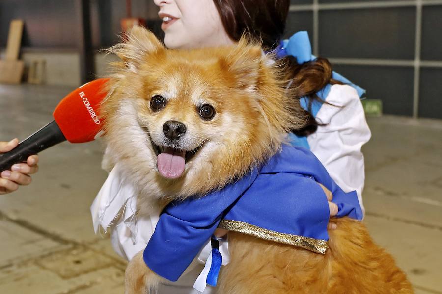El festival Metrópoli ha celebrado su primera 'comic-dog', en la que numerosos seguidores de superhéroes y sus perros han compartido disfraces y aventuras. 