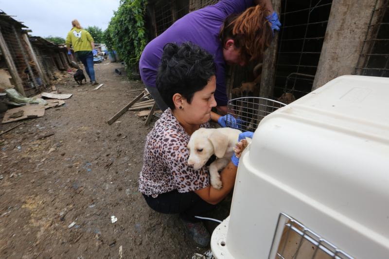 La Policía Local de Avilés desaloja una finca de La Luz en la que estaban hacinados 147 perros