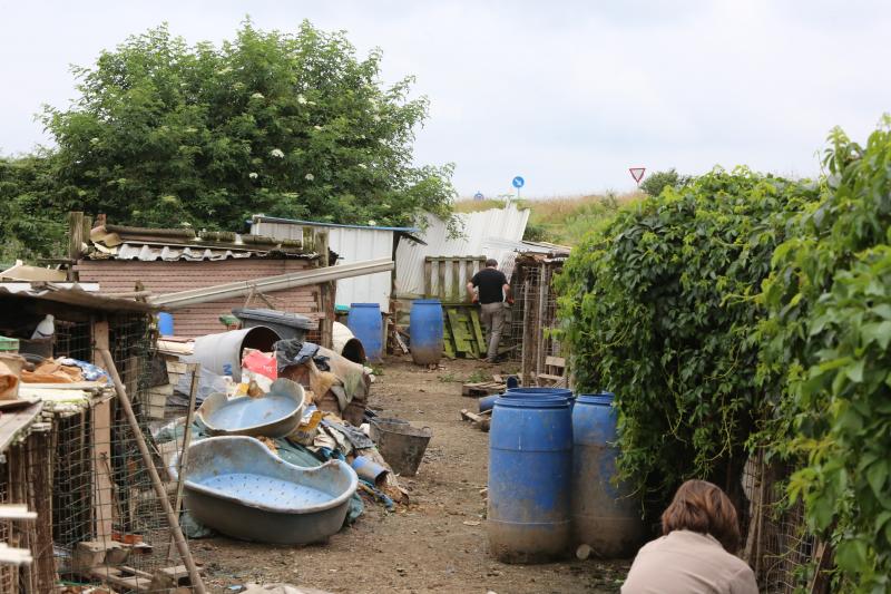 La Policía Local de Avilés desaloja una finca de La Luz en la que estaban hacinados 147 perros