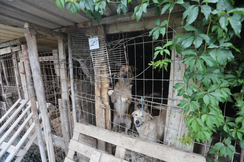 La Policía Local de Avilés desaloja una finca de La Luz en la que estaban hacinados 147 perros