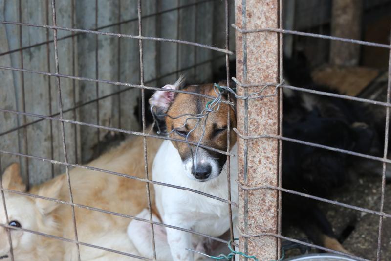 La Policía Local de Avilés desaloja una finca de La Luz en la que estaban hacinados 147 perros