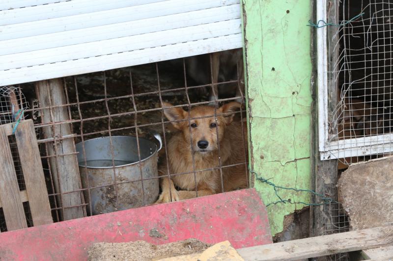 La Policía Local de Avilés desaloja una finca de La Luz en la que estaban hacinados 147 perros