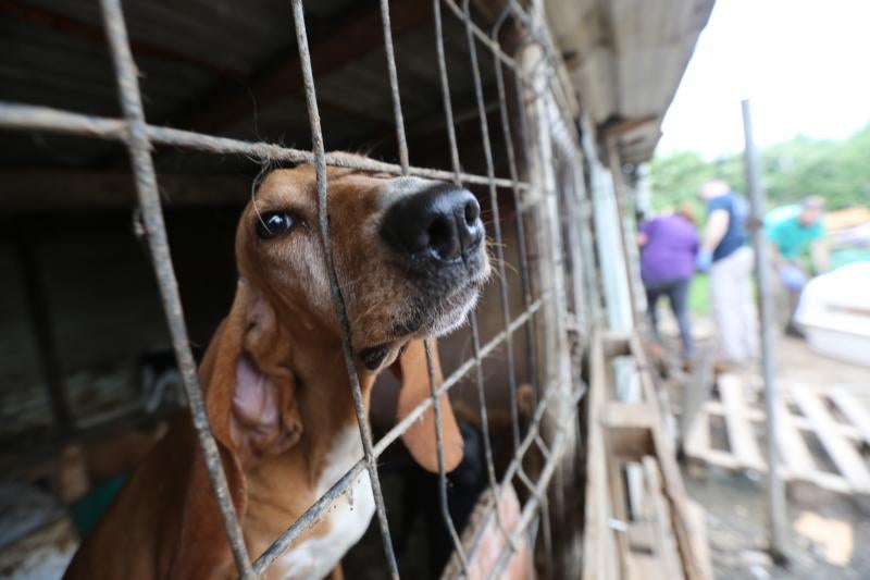 La Policía Local de Avilés desaloja una finca de La Luz en la que estaban hacinados 147 perros