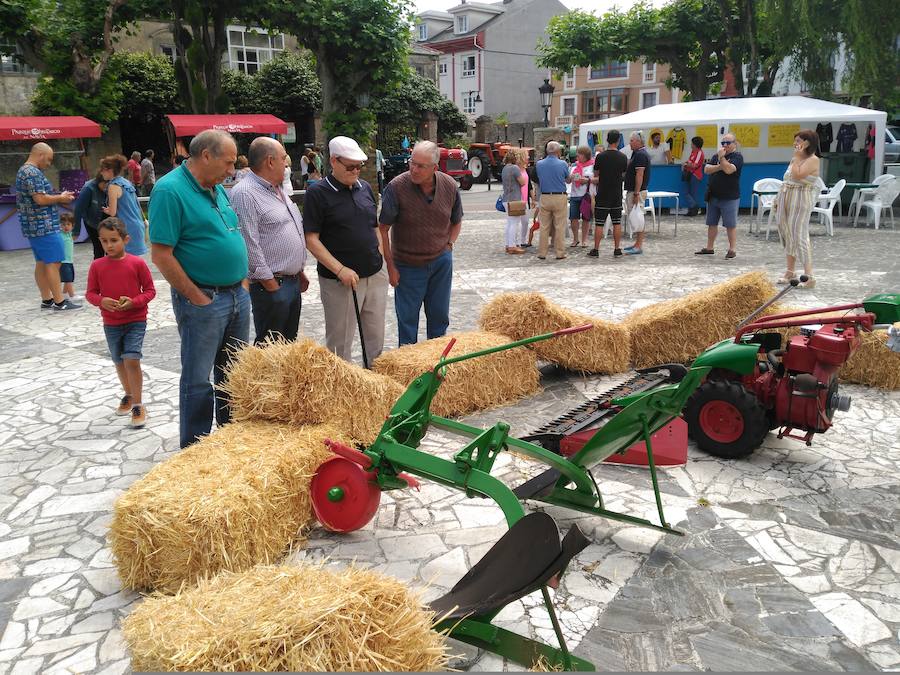 La capital del concejo de El Franco acoge este fin de semana una nueva edición de Artenatur, un certamen dedicado a los recursos naturales, el turismo y la cultura en el que se dan cita grandes y pequeños. 