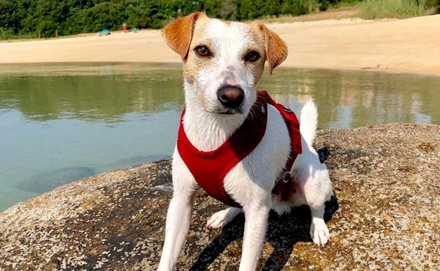 'Pipper', el perro turista, de paseo por Asturias
