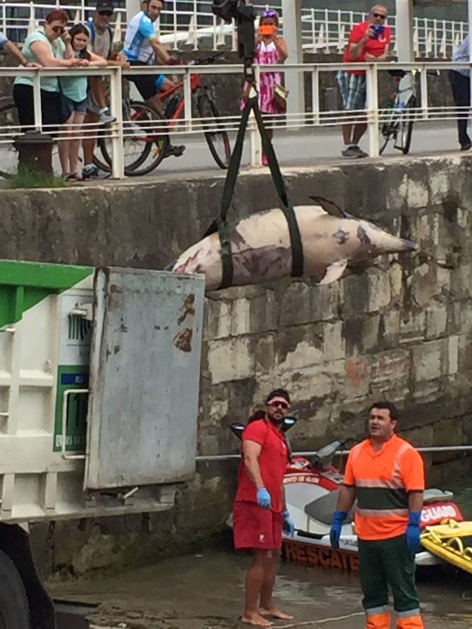 Un delfín de unos 300 kilos ha aparecido en la playa de Serín, en Gijón. Los restos han sido recuperados por personal de Salvamento en Playas y recogidos por Emulsa. 