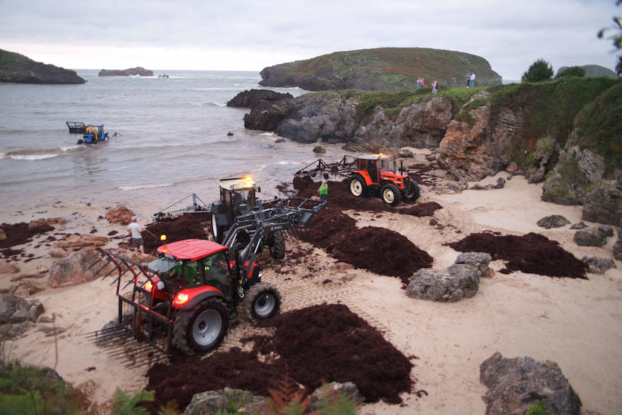 Varios tractores trabajan en la recogida de ocle en una playa de Llanes.