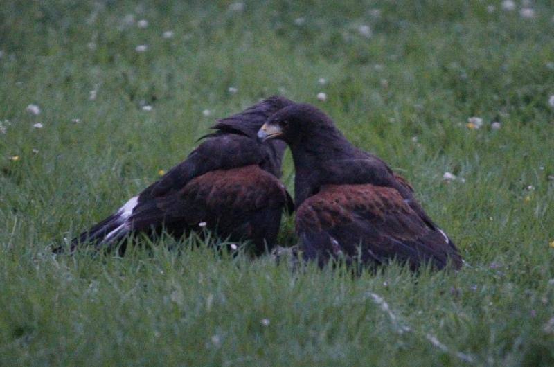 El público familiar no quiso perderse el vuelo de las aves rapaces que se exhibió en el jardín gijonés.