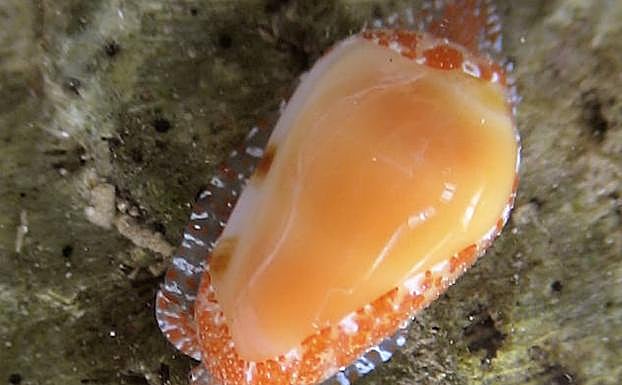 Quini da nombre a un nuevo caracol marino