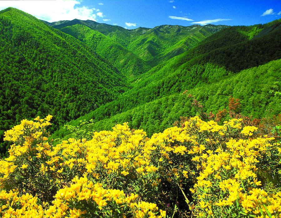 Fuentes del Narcea. El color, el gran protagonista de un espacio protegido que comparten los concejos de Cangas del Narcea, Degaña e Ibias.