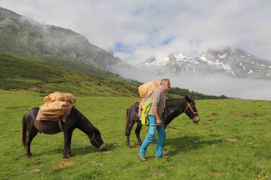 Picos de Europa. Un hombre conduce a sus caballos al pasto en pleno corazón de Picos de Europa, que es también el primer Parque Nacional declarado en España hace un siglo.
