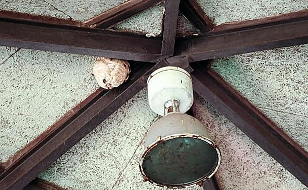 Nido de avispa asiática encontrado en el Pueblo de Asturias de la Feria.