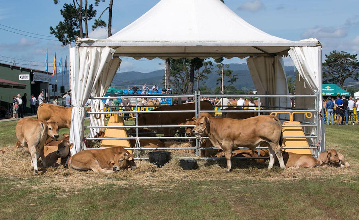 La Feria Agroalimentaria de Productos Ecológicos de Asturias (FAEPA) coincidirá con el 44 Concurso Exposición de Ganado Vacuno de Llanera, en el que se hará subasta, por primera vez, de veinticinco reses de las razas asturianas, y de una pareja de bueyes.