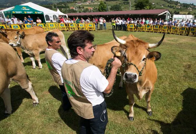 Una de las calificaciones del concurso celebradas en el recinto ferial de Ables. 