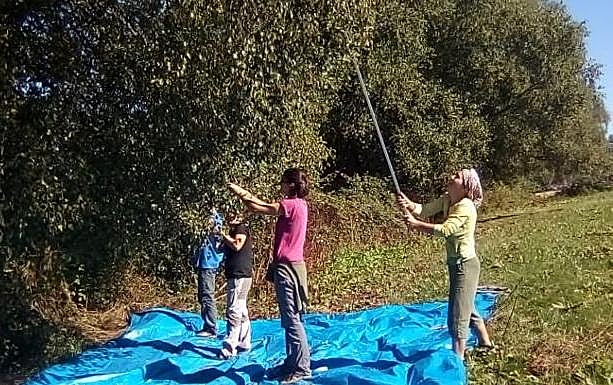 Varios voluntarios varean los abedules para recoger las semillas. 