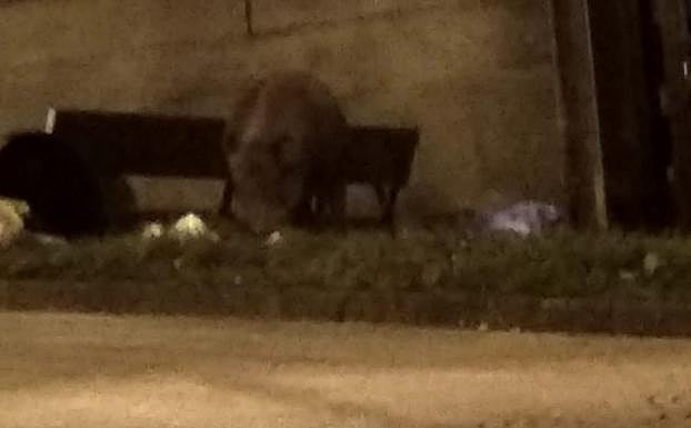 Avistan un jabalí en la carretera del cementerio de Oviedo