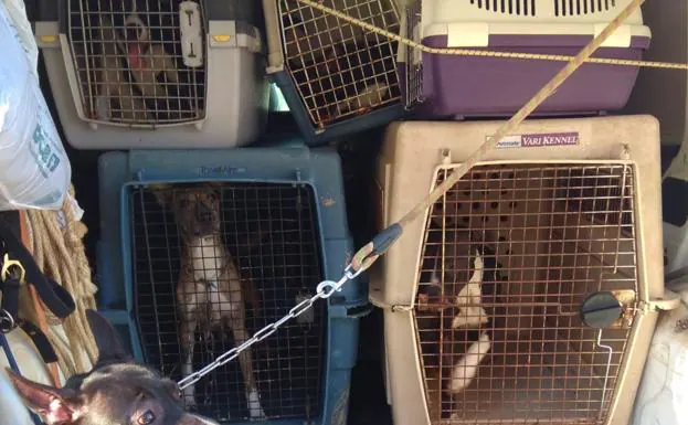 Liberan en Tremañes a quince pitbulls sin licencia y con una «delgadez extrema»