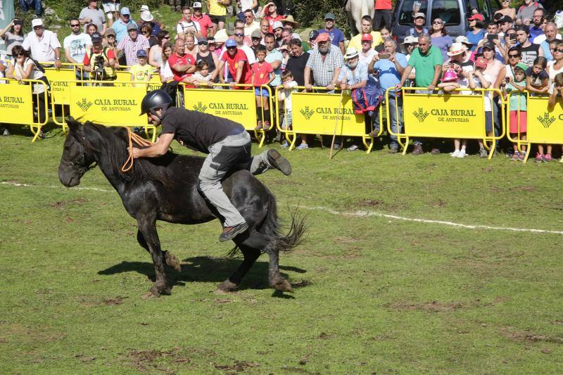 La fiesta del Asturcón volvió al Sueve en una calurosa jornada en la que 'Indomable' volvió a hacer honor a su nombre.