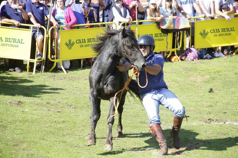 La fiesta del Asturcón volvió al Sueve en una calurosa jornada en la que 'Indomable' volvió a hacer honor a su nombre.