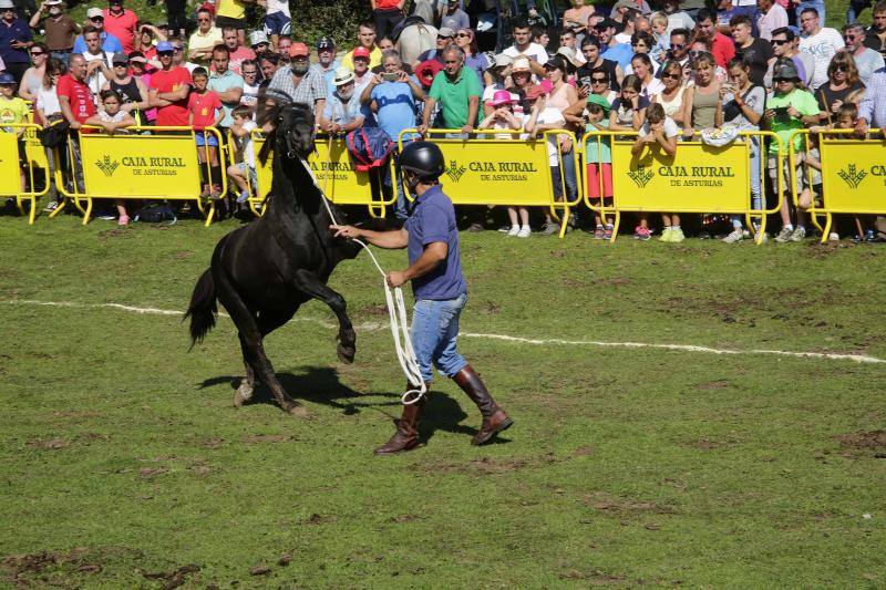 La fiesta del Asturcón volvió al Sueve en una calurosa jornada en la que 'Indomable' volvió a hacer honor a su nombre.