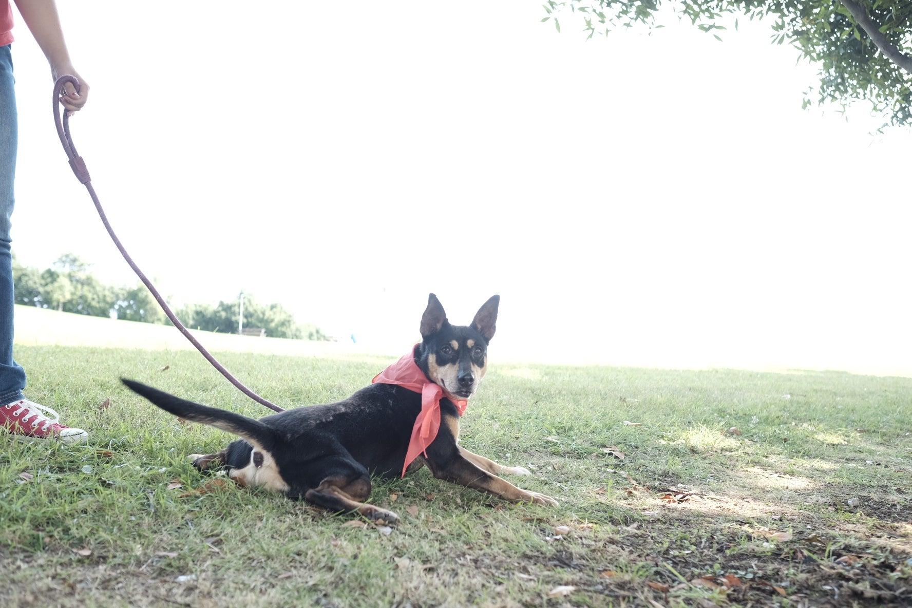 19 perros, del albergue de Serín, con pañuelo rojo sobre el cuello, a los que se busca un hogar, desfilaron por el recinto habilitado en Los Pericones, donde el barrio de Contrueces celebra su fiesta