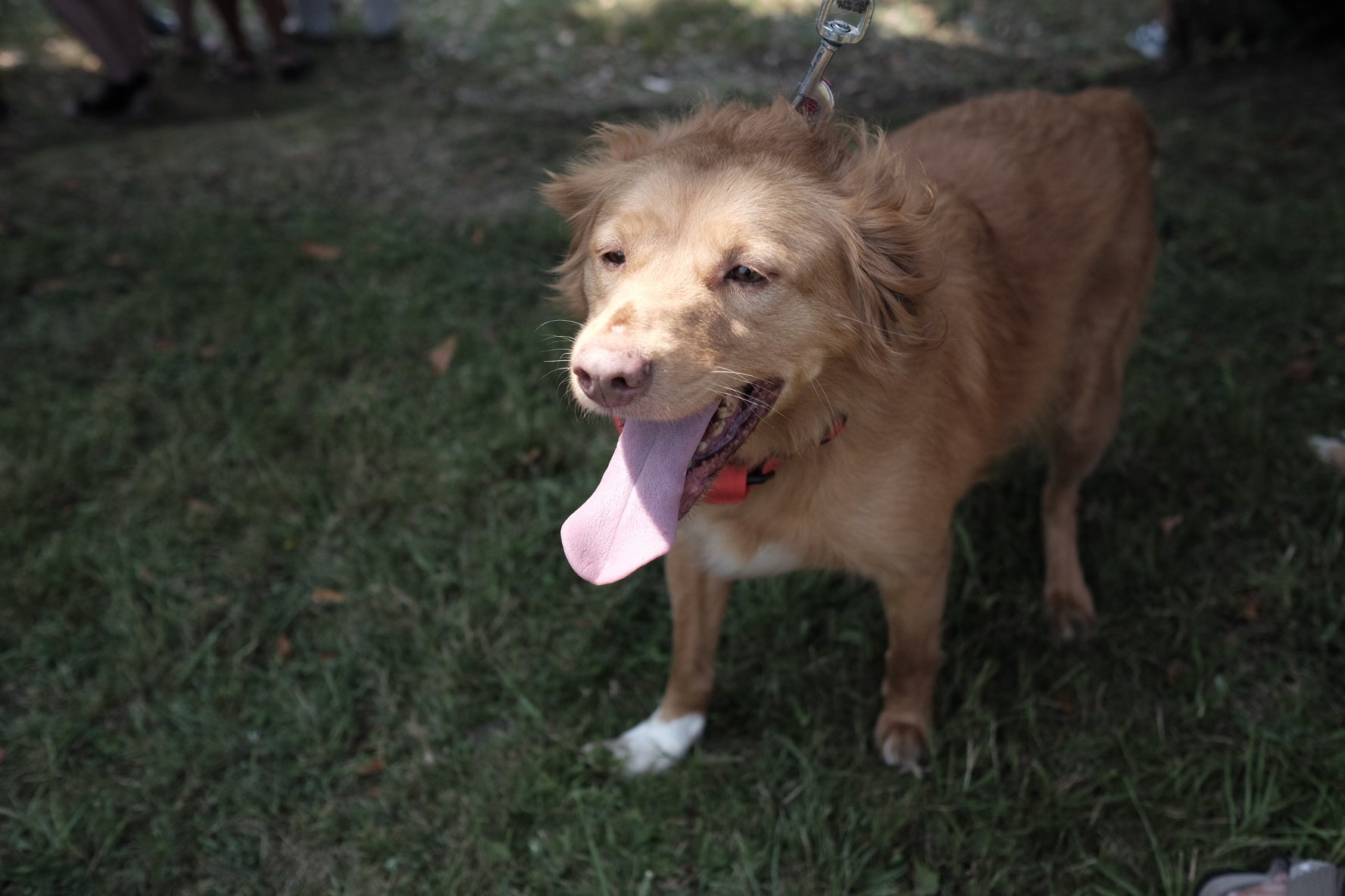 19 perros, del albergue de Serín, con pañuelo rojo sobre el cuello, a los que se busca un hogar, desfilaron por el recinto habilitado en Los Pericones, donde el barrio de Contrueces celebra su fiesta
